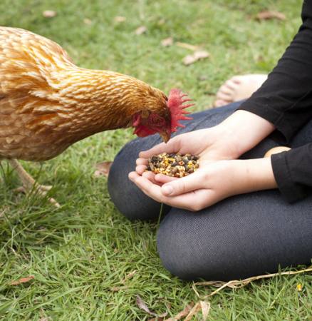 chicken, hands, eat, food, grass, green Gillian08 - Dreamstime