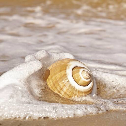 sea, water, shell, sand, beach Robyn Mackenzie (Robynmac)