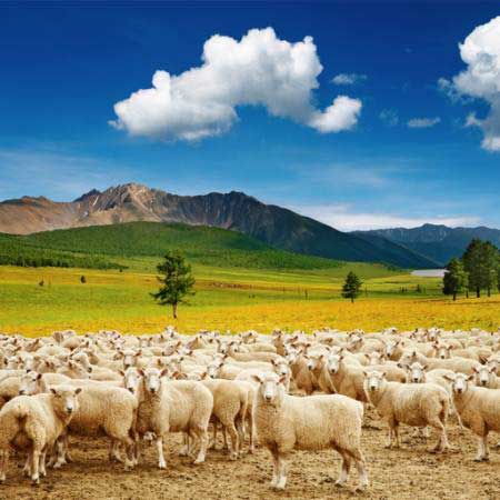 sheep, sheeps, nature, mountain, sky, cloud, herd Dmitry Pichugin - Dreamstime