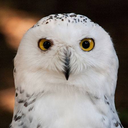 bird, nature, owl, white, eyes Marek Jelínek - Dreamstime