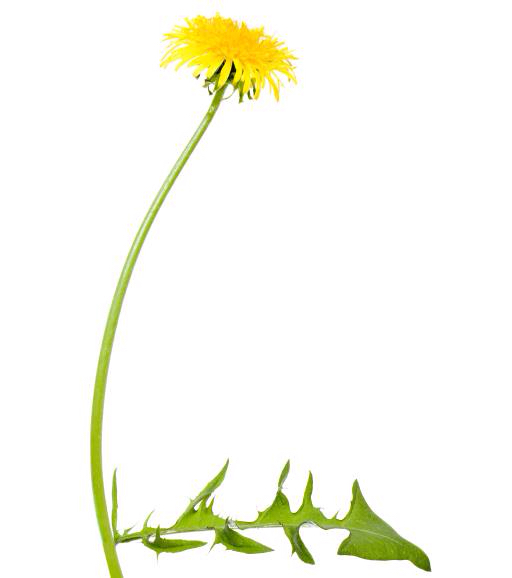 flower, flowers, dandelion, green, leaf, yellow Chesterf