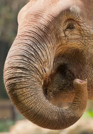 trump, nose, trunk, elephant Imphilip - Dreamstime