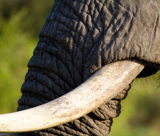 elephant, trunk, animal Villiers Steyn (Villiers)
