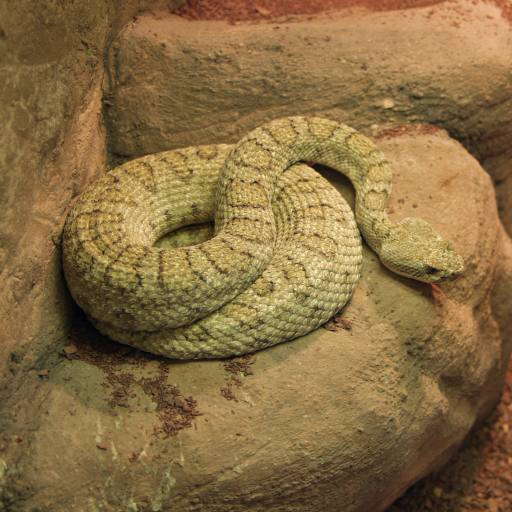 snake, animal, wild, rock, rocks John Lepinski (Acronym)