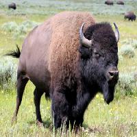 Pixwords The image with bison, animal, green, buffalo, camp Alptraum - Dreamstime
