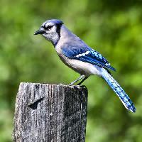 Pixwords The image with bird, tree, trunk, blue Wendy Slocum - Dreamstime