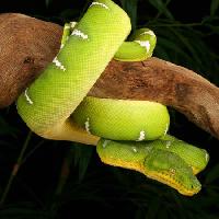 snake, wild, wildlife, branch, green Johnbell - Dreamstime