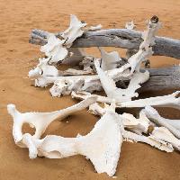 bones, sand, beach, branch Zwawol
