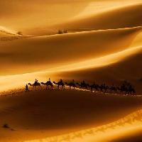Pixwords The image with sand, desert, camels, nature Rcaucino