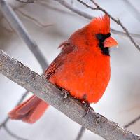 Pixwords The image with bird, red, animal, wild (Markwatts104)