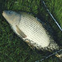 fish, net, fishing, grass Radovan - Dreamstime