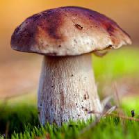 Pixwords The image with food, eat, grass, mushroom Cherkas - Dreamstime