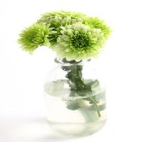 Pixwords The image with plant, flower, green, water, tube, vase Kerstin Aust - Dreamstime