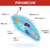 Pixwords The image with paramecium, micronucleus Designua