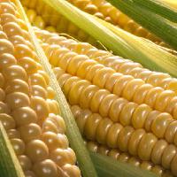 Pixwords The image with CORN