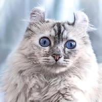 Pixwords The image with cat, eyes, animal Eugenesergeev - Dreamstime