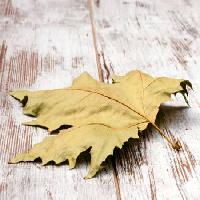 Pixwords The image with leaf, autumn, old, dead, nature Grantotufo - Dreamstime