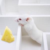mouse, mice, cheese, labyrinth Juan Manuel Ordonez - Dreamstime