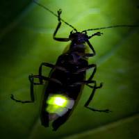 bug, animal, wild, wildlife, small, leaf, green Fireflyphoto - Dreamstime