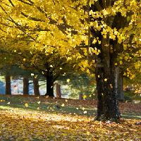 Pixwords The image with tree, trees, autumn, leaves, yellow Daveallenphoto