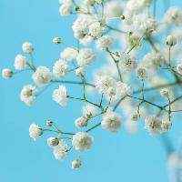 Pixwords The image with tree, white, bloom, flower, flowers Melica