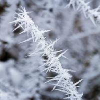 Pixwords The image with frost, ice, winter, spike Haraldmuc - Dreamstime