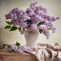 flowers, vase, purple, table, cloth Jolanta Brigere - Dreamstime