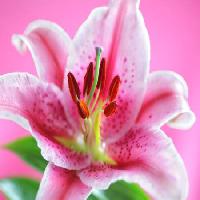 Pixwords The image with flower, pink Flynt - Dreamstime