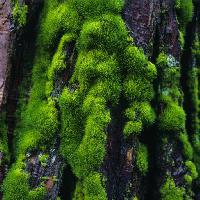 Pixwords The image with MOSS