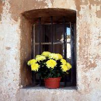 Pixwords The image with flowers, flower, window, yellow, wall Elifranssens