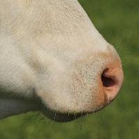 nose, animal Marie Sprunger (Mariephotos)
