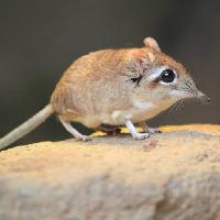 mouse, rat, animal, rodent Lukas Blazek (Lukyslukys)