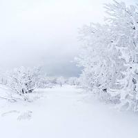 Pixwords The image with winter, white, tree Kutt Niinepuu - Dreamstime