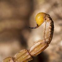 scorpion, animal, insect Mauro Rodrigues (Membio)