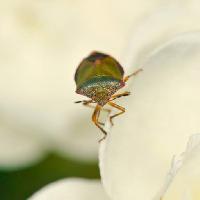insect, bug, wildlife Editor77