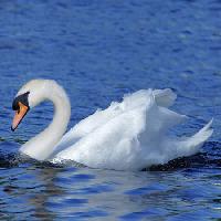 Pixwords The image with bird, water, swan, duck Brett Critchley - Dreamstime
