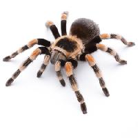 Pixwords The image with animal, bug, spider, feet Okea - Dreamstime