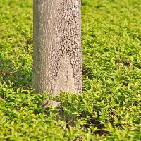 Pixwords The image with tree, green, grass, leaves, tall, nature Vlarub - Dreamstime