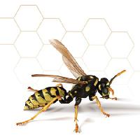 Pixwords The image with wasp, honey, bee, comb Leo Blanchette - Dreamstime