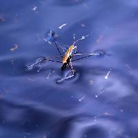 Pixwords The image with bug, insect, water, float, blue Sergey Yakovlev (Basel101658)