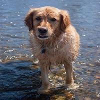dog, water, animal Emilyskeels22 - Dreamstime