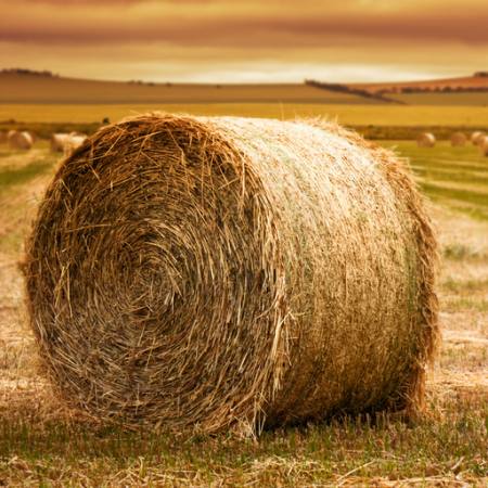 role, hay, grass, field Ben Goode - Dreamstime