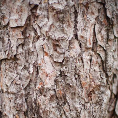 tree, nature, object, bark Oleg Pilipchuk - Dreamstime