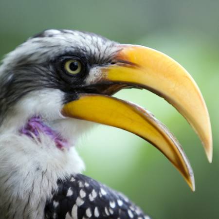 bird, wild, peak, yellow Jason Wagner - Dreamstime