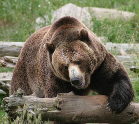 bear, animal, wild Richard Parsons - Dreamstime