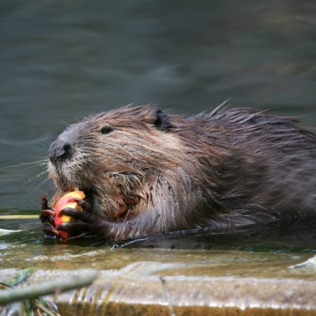 animal, water, eat, food Martina Berg - Dreamstime