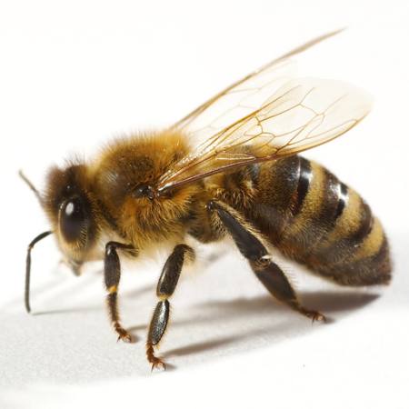 bee, fly, honey Tomo Jesenicnik - Dreamstime