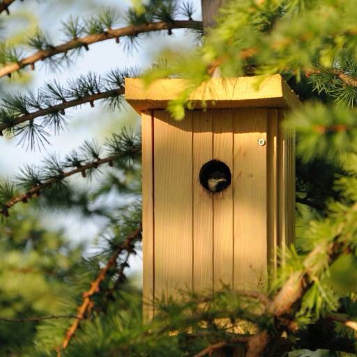 house, bird, tree, green Heiti Paves (Heitipaves)