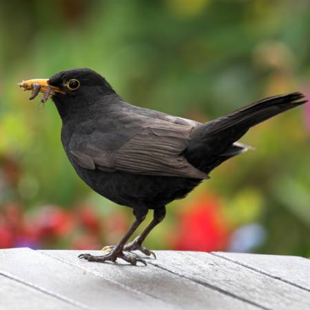 bird, eat, worm, animal, fly Brian Lambert - Dreamstime