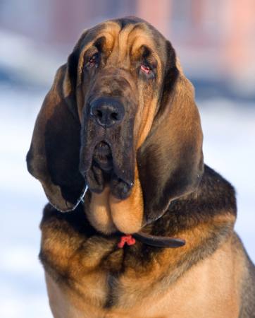 dog, animal Anna Utekhina - Dreamstime dog, animal Anna Utekhina - Dreamstime